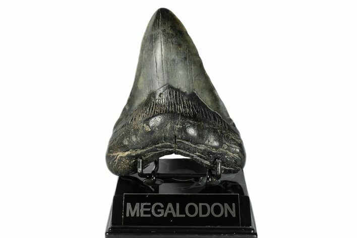 Fossil Megalodon Tooth - South Carolina #168022
